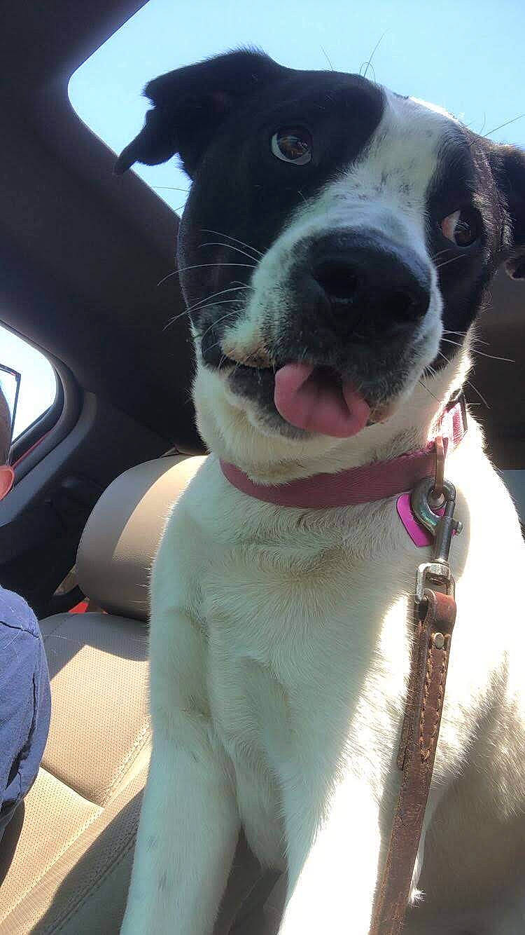 Belle joined the competition — help win amazing prizes! car, car_seat, car_seat_cover, carnivore, collar, companion_dog, dog, dog_breed, dog_collar, fawn, head_restraint, sky, snout, sporting_group, sunglasses, vehicle, vehicle_door, whiskers, window, working_animal