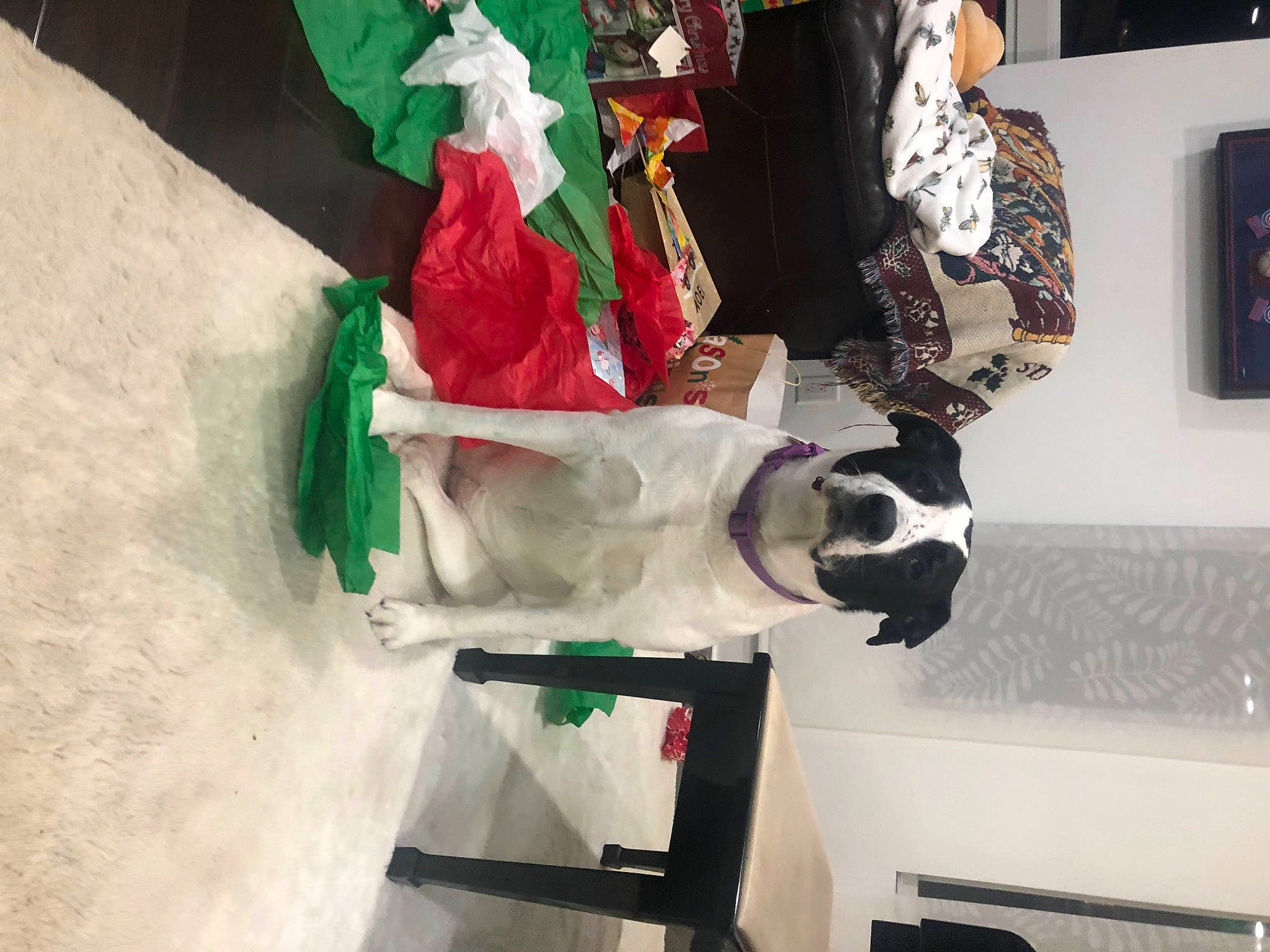 Belle joined the competition — help win amazing prizes! carmine, costume, costume_design, event, fashion_design, fictional_character, fur, linens, paper, picture_frame, room, snow, tree, visual_arts, winter