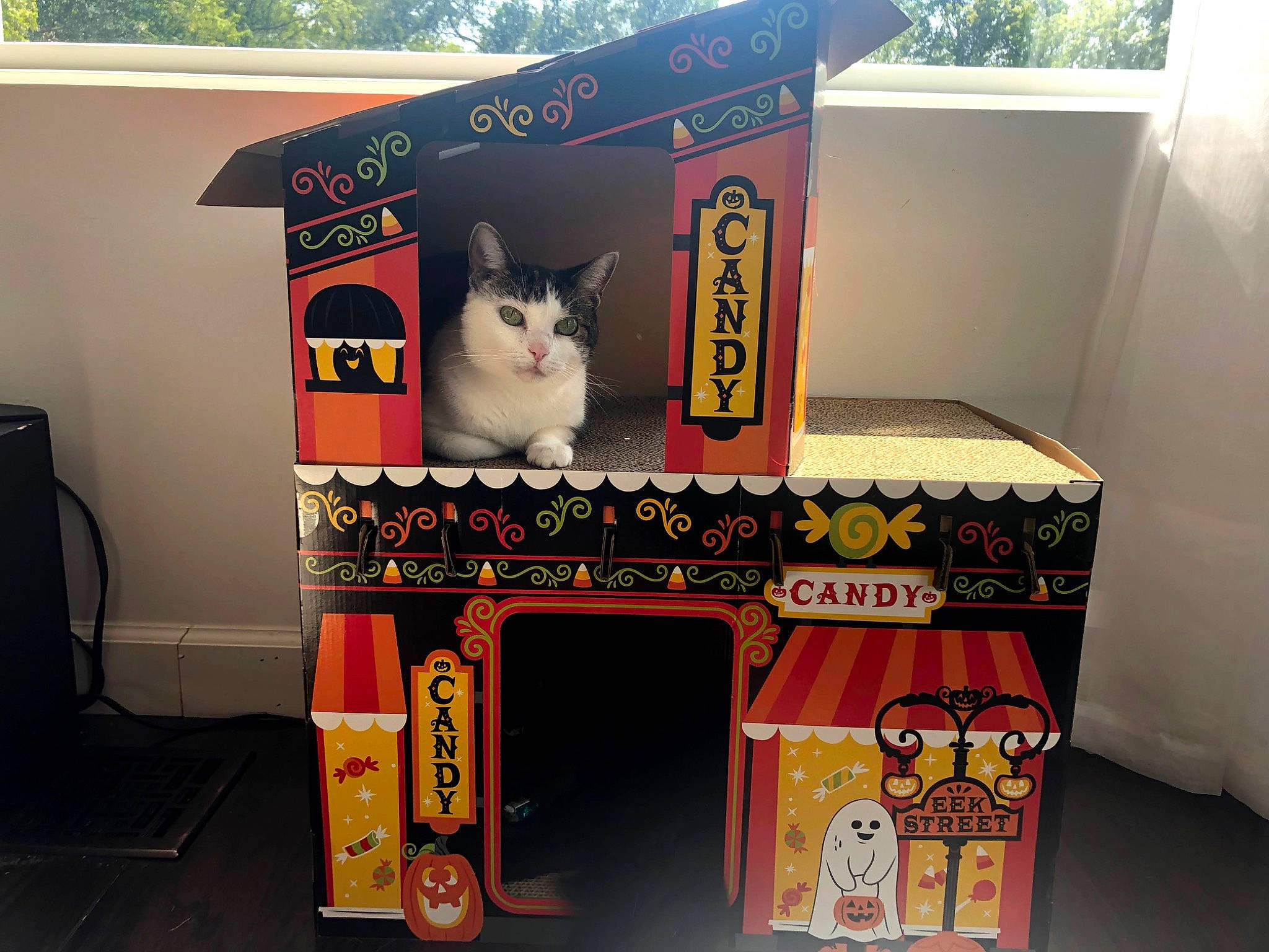 Princess joined the competition — help win amazing prizes! art, box, cardboard, carnivore, carton, cat, felidae, gas, machine, packaging_and_labeling, recreation, rectangle, room, shelf, shelving, small_to_medium_sized_cats, toy, tree, whiskers