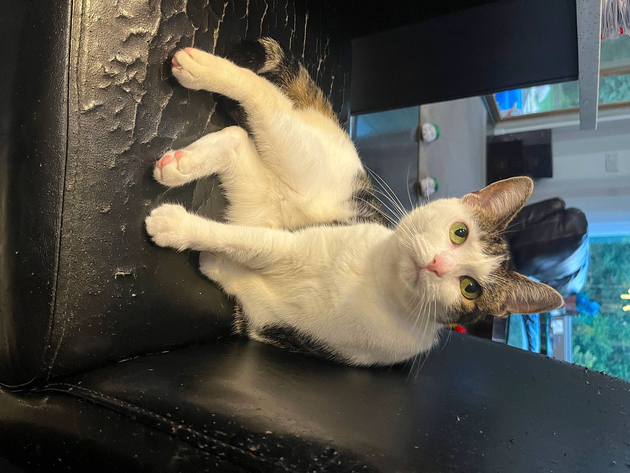 Princess is registered to the contest to win money with this photo: carnivore, cat, claw, display_device, domestic_short_haired_cat, fawn, felidae, fur, led_backlit_lcd_display, marsupial, paw, picture_frame, plant, small_to_medium_sized_cats, tail, television, whiskers