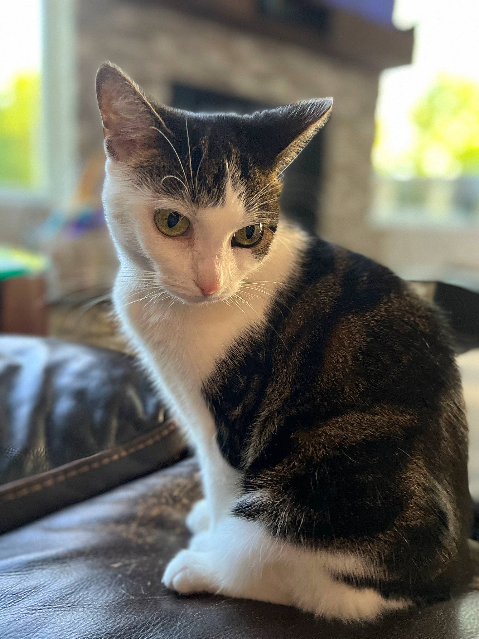 Princess joined the competition — help win amazing prizes! art, carnivore, cat, cat_furniture, claw, domestic_short_haired_cat, fawn, felidae, fur, grey, paw, plant, sitting, small_to_medium_sized_cats, snout, tail, tree, whiskers