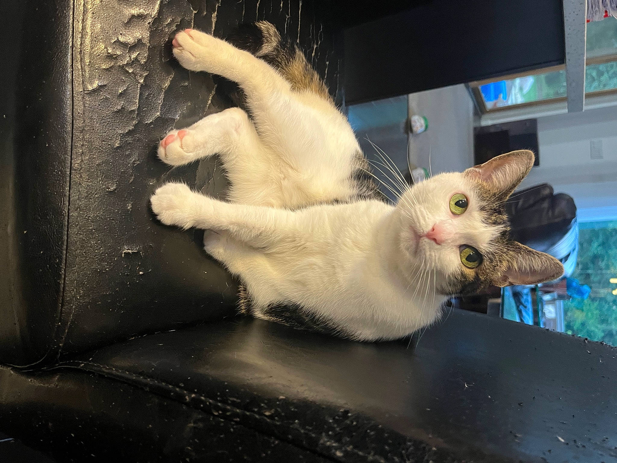 Princess is registered to the contest to win money with this photo: carnivore, cat, claw, domestic_short_haired_cat, fawn, felidae, fur, paw, plant, small_to_medium_sized_cats, snout, tail, television, tints_and_shades, whiskers, window