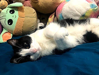 Batcat is registered to the contest to win money with this photo: carnivore, cat, claw, close_up, comfort, domestic_short_haired_cat, felidae, fur, lap, nap, organism, paw, plush, small_to_medium_sized_cats, snout, stuffed_toy, tail, terrestrial_animal, toy, whiskers