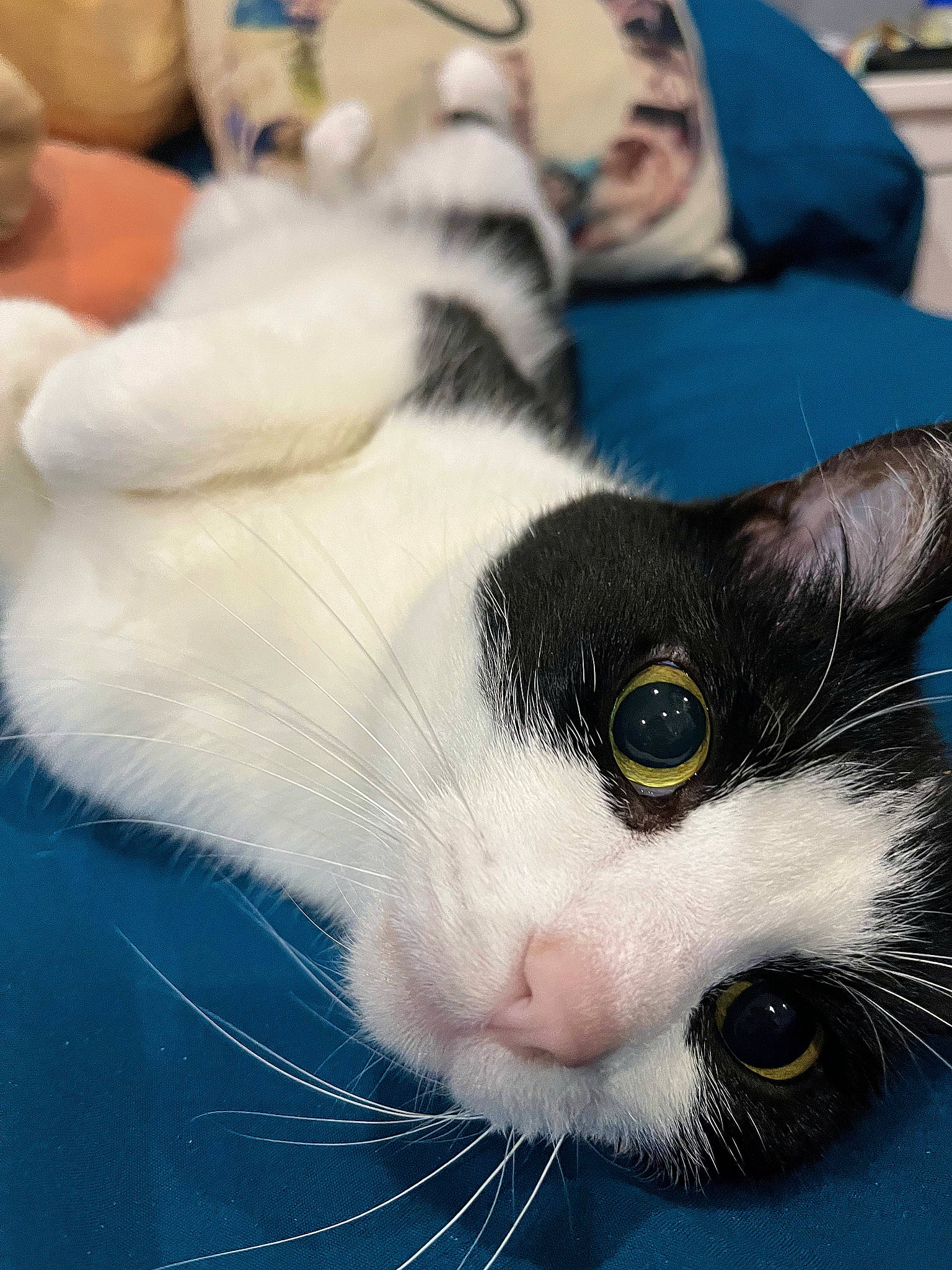 Batcat is registered to the contest to win money with this photo: carnivore, cat, claw, comfort, companion_dog, domestic_short_haired_cat, felidae, fur, happy, nap, nose, paw, photography, small_to_medium_sized_cats, snout, tail, whiskers