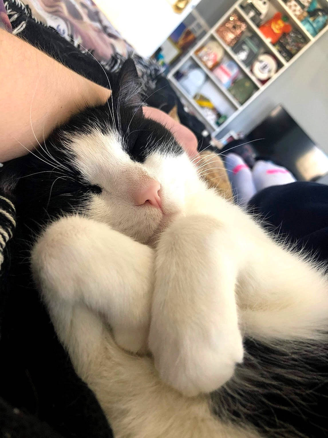 Batcat joined the competition — help win amazing prizes! carnivore, cat, comfort, companion_dog, domestic_short_haired_cat, felidae, foot, fur, gesture, human_leg, lap, nail, paw, picture_frame, selfie, shelf, small_to_medium_sized_cats, snout, thigh, whiskers