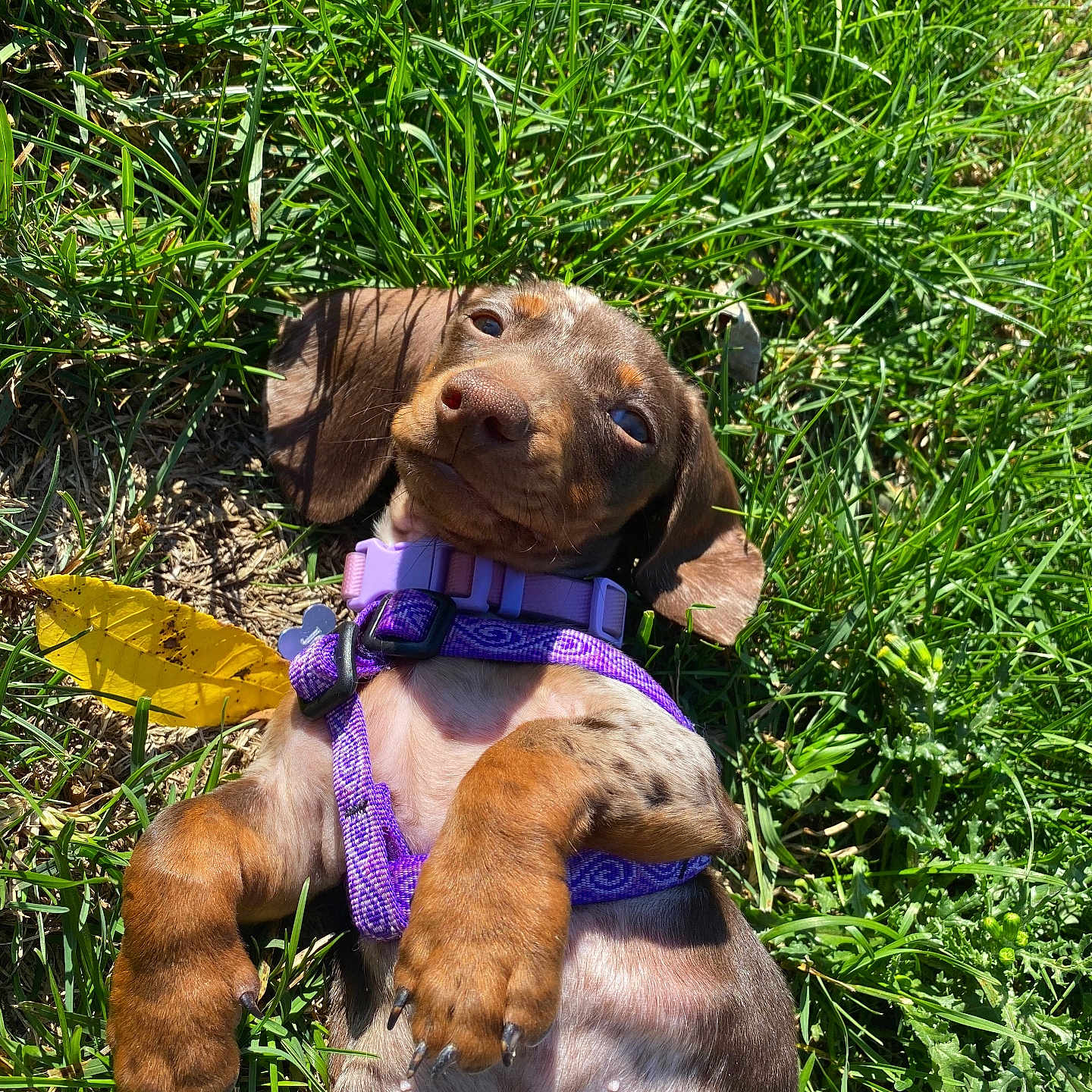 Joanie joined the competition — help win amazing prizes! accessories, animal, beagle, canine, dog, field, grass, grassland, herbal, herbs, hound, lawn, nature, outdoors, pet, plant, pointer, puppy, purple, vegetation