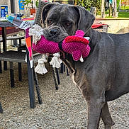 Bidou a rejoint le concours — aidez-le/la à gagner de superbes lots ! dog, toy, outdoor, backyard, furniture, plant, gray_dog, rope_toy, playful, pet, canine, grass, table, chair, sunlight, daytime, nature, pet_toy, animal, domestic_animal