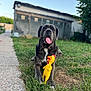 dog, toy, rubber_chicken, grass, outdoor, pet, animal, happy, tongue_out, lying_down, backyard, pathway, building, daylight, nature, playful, canine, summer, greenery, relaxation