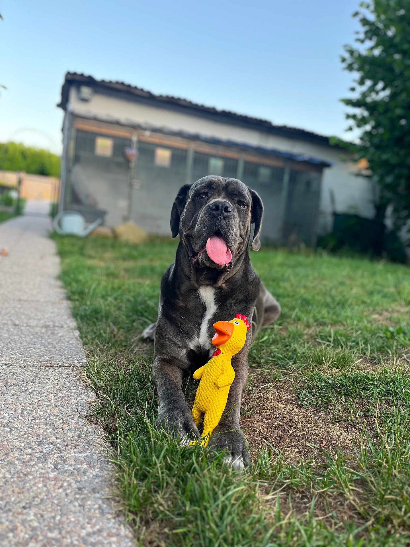 Bidou participe au concours pour gagner de l'argent avec cette photo : dog, toy, rubber_chicken, grass, outdoor, pet, animal, happy, tongue_out, lying_down, backyard, pathway, building, daylight, nature, playful, canine, summer, greenery, relaxation