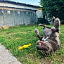 Bidou a rejoint le concours — aidez-le/la à gagner de superbes lots ! dog, grass, toy, backyard, playful, fence, greenery, sky, outdoor, pet, canine, yard, summer, fun, animal, nature, relaxing, blurred_background, daytime, mammal