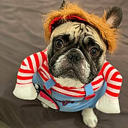 Tyson a rejoint le concours — aidez-le/la à gagner de superbes lots ! dog, pug, costume, pet, cute, animal, portrait, indoor, brown, white, red_stripes, blue_overalls, hat, funny, looking_up, face, ears, fur, whiskers, expression