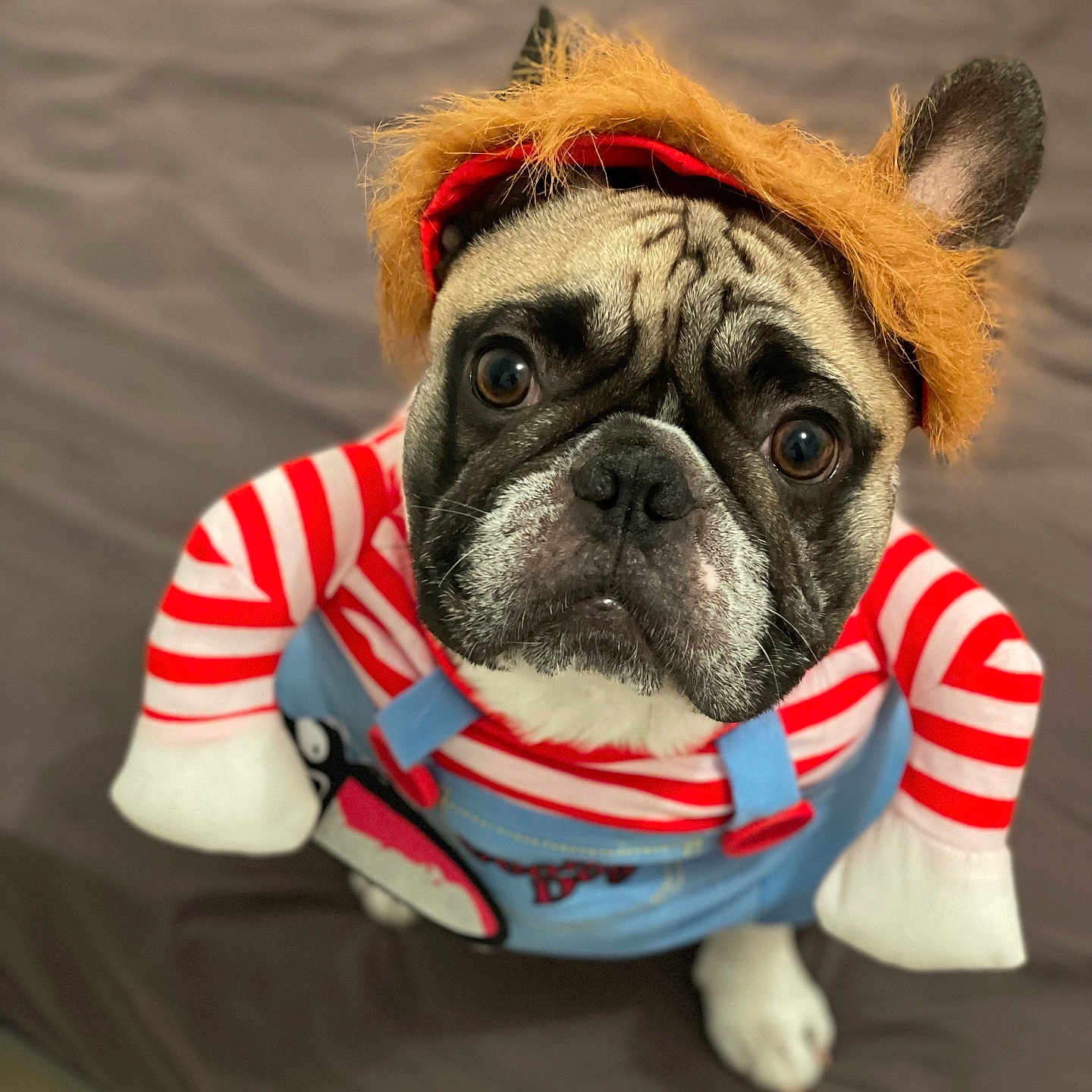 Tyson a rejoint le concours — aidez-le/la à gagner de superbes lots ! animal, blue_overalls, brown, costume, cute, dog, ears, expression, face, funny, fur, hat, indoor, looking_up, pet, portrait, pug, red_stripes, whiskers, white
