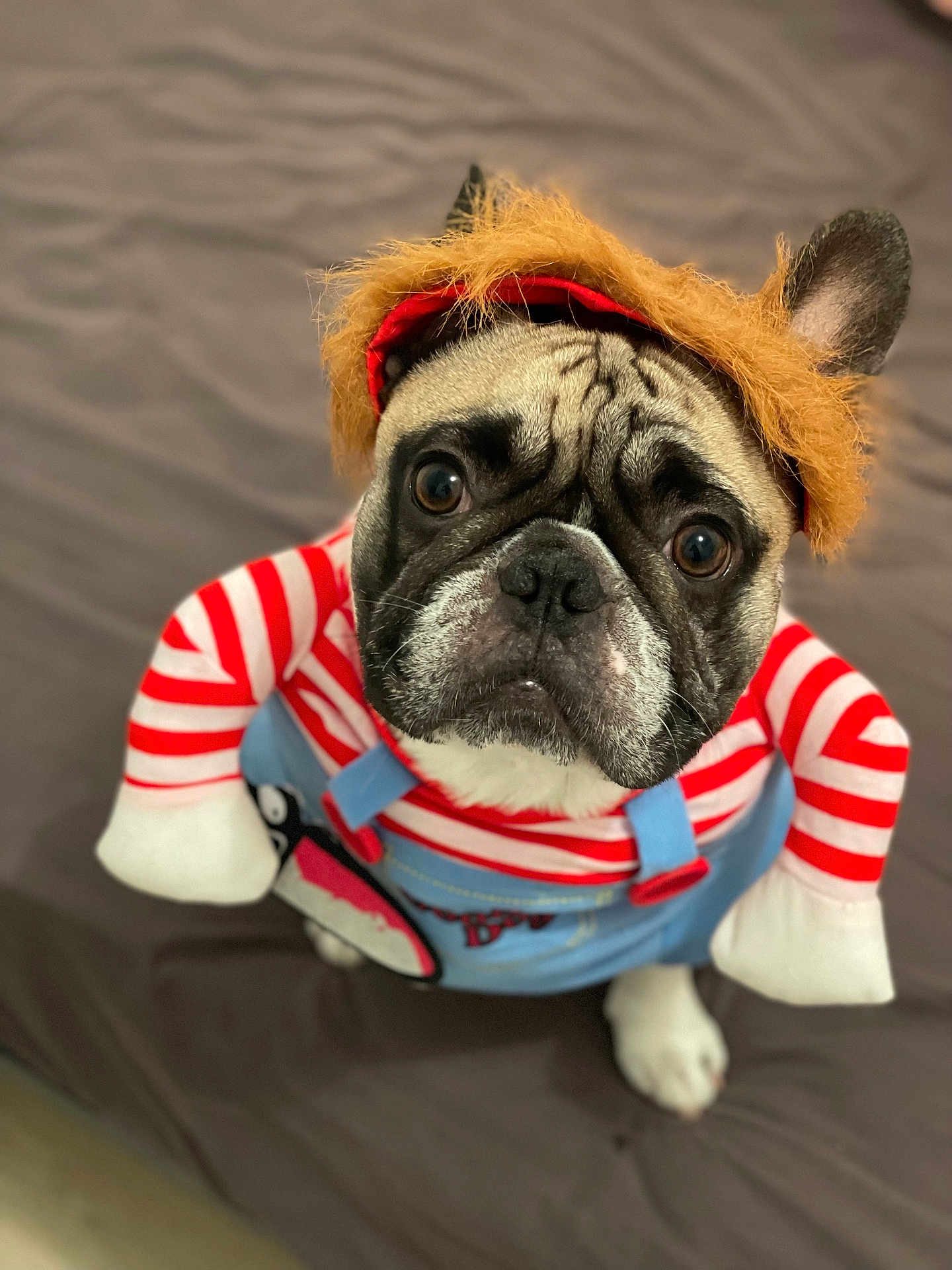 Tyson a rejoint le concours — aidez-le/la à gagner de superbes lots ! dog, pug, costume, pet, cute, animal, portrait, indoor, brown, white, red_stripes, blue_overalls, hat, funny, looking_up, face, ears, fur, whiskers, expression