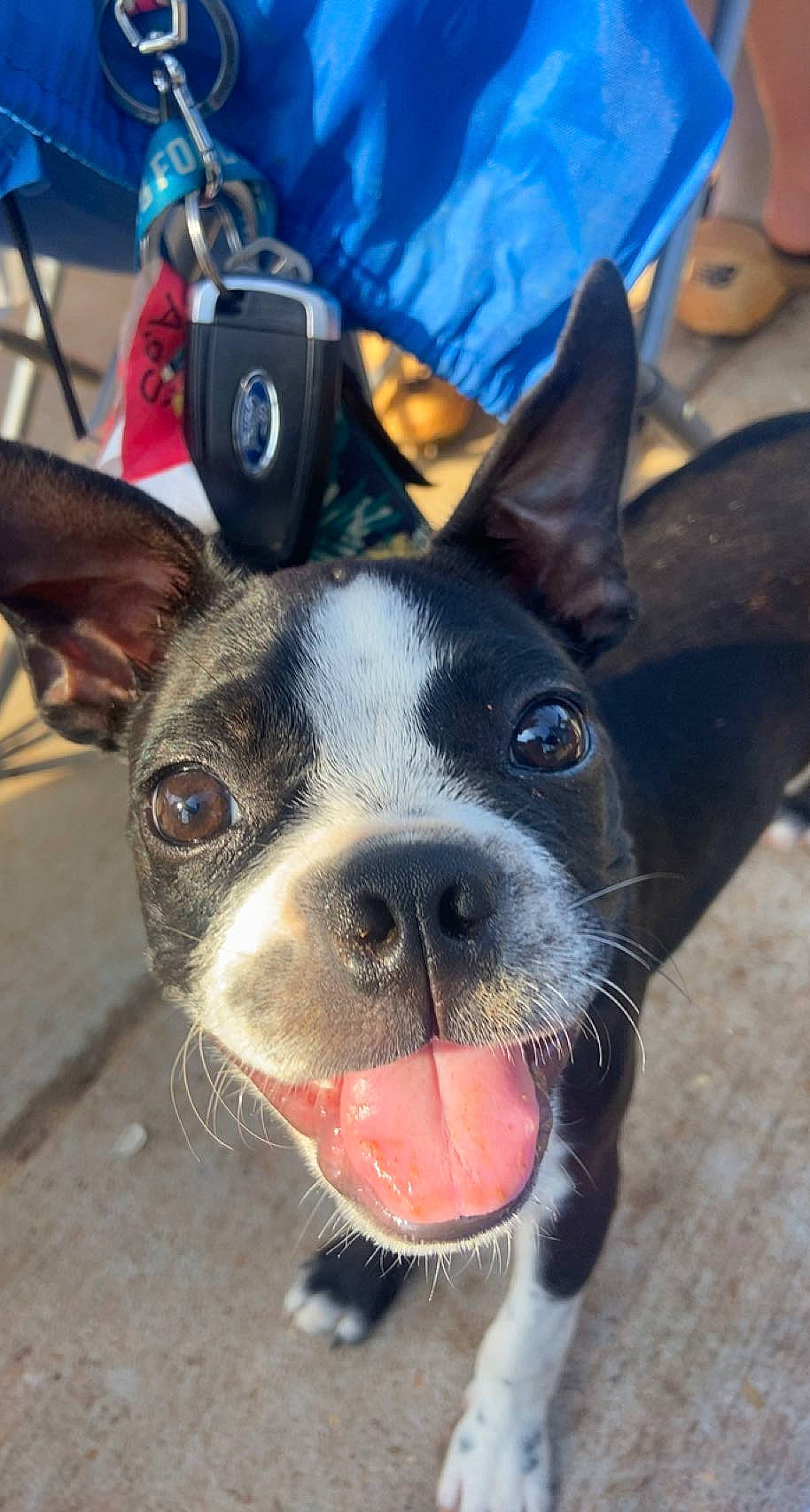 Knox joined the competition — help win amazing prizes! bag, blue, boston_terrier, canidae, carnivore, collar, companion_dog, dog, dog_breed, ear, eye, fawn, french_bulldog, mammal, snout, sporting_group, terrestrial_animal, whiskers, working_animal, wrinkle