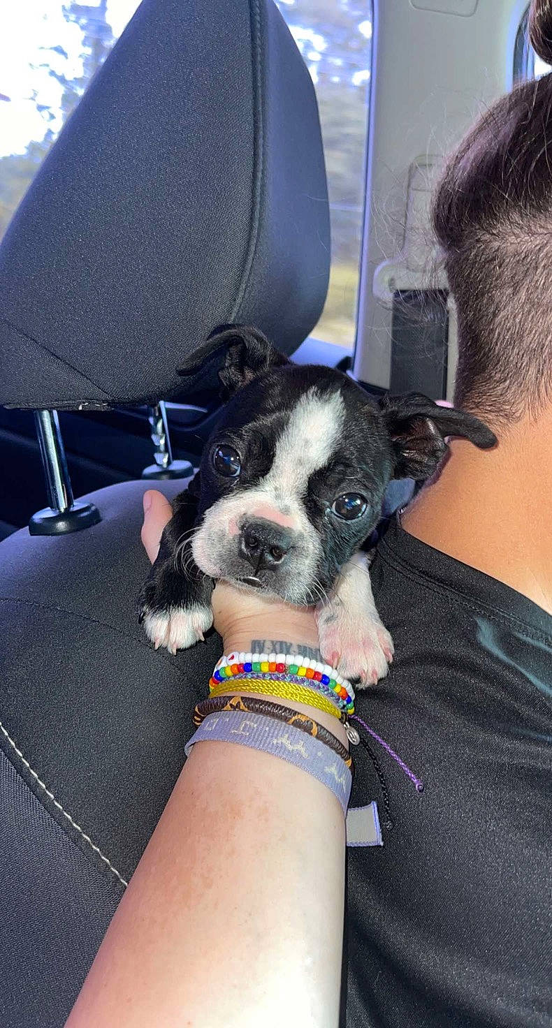 Knox is registered to the contest to win money with this photo: auto_part, canidae, carnivore, chair, collar, comfort, companion_dog, dog, dog_breed, dog_collar, electric_blue, fawn, human_leg, nail, snout, sporting_group, steering_wheel, whiskers, working_animal, wrist