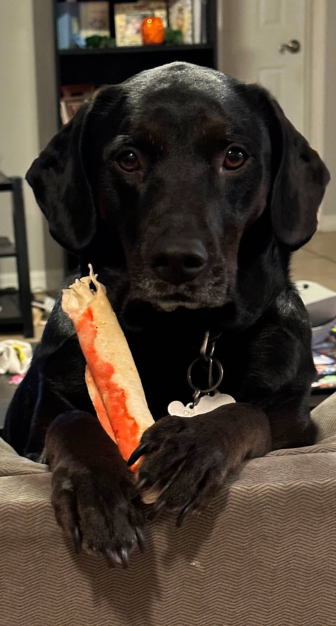 Chloe is registered to the contest to win money with this photo: borador, canidae, carnivore, collar, comfort, companion_dog, dog, dog_breed, dog_collar, dog_supply, fur, gun_dog, hat, hunting_dog, liver, pet_supply, retriever, snout, sporting_group, working_animal