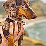 animal, blurred_background, brown, claws, coastline, collar, cute, dachshund, dog, ears, fur, hand, landscape, nature, outdoor, pet, portrait, puppy, snout, spots