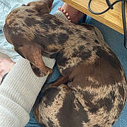 Aios participe au concours pour gagner de l'argent avec cette photo : arm, bracelet, brown, cables, companion, cozy, curled_up, dachshund, dappled_coat, dog, fur, indoors, jeans, lap, person, pet, relaxing, resting, white_sweater, wooden_table