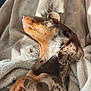 Aios participe au concours pour gagner de l'argent avec cette photo : animal, blanket, brown_fur, closeup, cozy, cute, dachshund, dog, fur_pattern, indoor, nap, paw, pet, puppy, relaxing, resting, sleeping, soft_texture, speckled_fur, sunlight