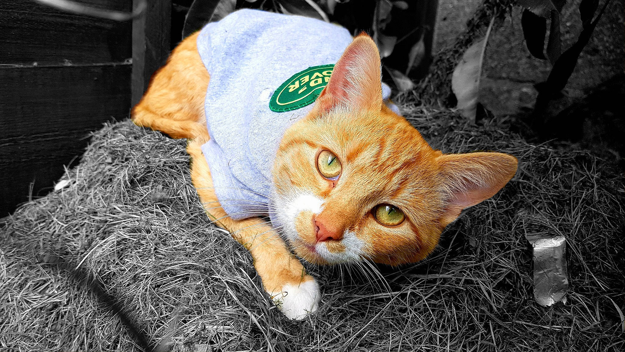 Morgan joined the competition — help win amazing prizes! aegean_cat, asian, carnivore, cat, domestic_short_haired_cat, ear, european_shorthair, eye, felidae, fur, german_rex, kitten, organism, plant, small_to_medium_sized_cats, snapshot, snout, tabby_cat, whiskers