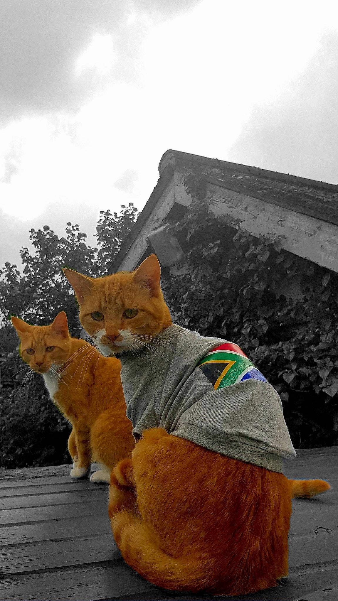 Morgan is registered to the contest to win money with this photo: aegean_cat, carnivore, cat, domestic_short_haired_cat, european_shorthair, fawn, felidae, fur, sky, small_to_medium_sized_cats, snout, tail, whiskers, wildlife