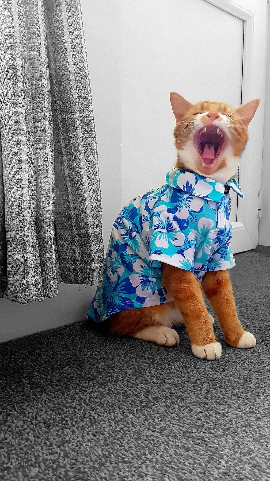 Morgan joined the competition — help win amazing prizes! canidae, carnivore, cat, dog, dog_clothes, dress, ear, fawn, felidae, fur, pembroke_welsh_corgi, sitting, small_to_medium_sized_cats, tail, textile, welsh_corgi, whiskers