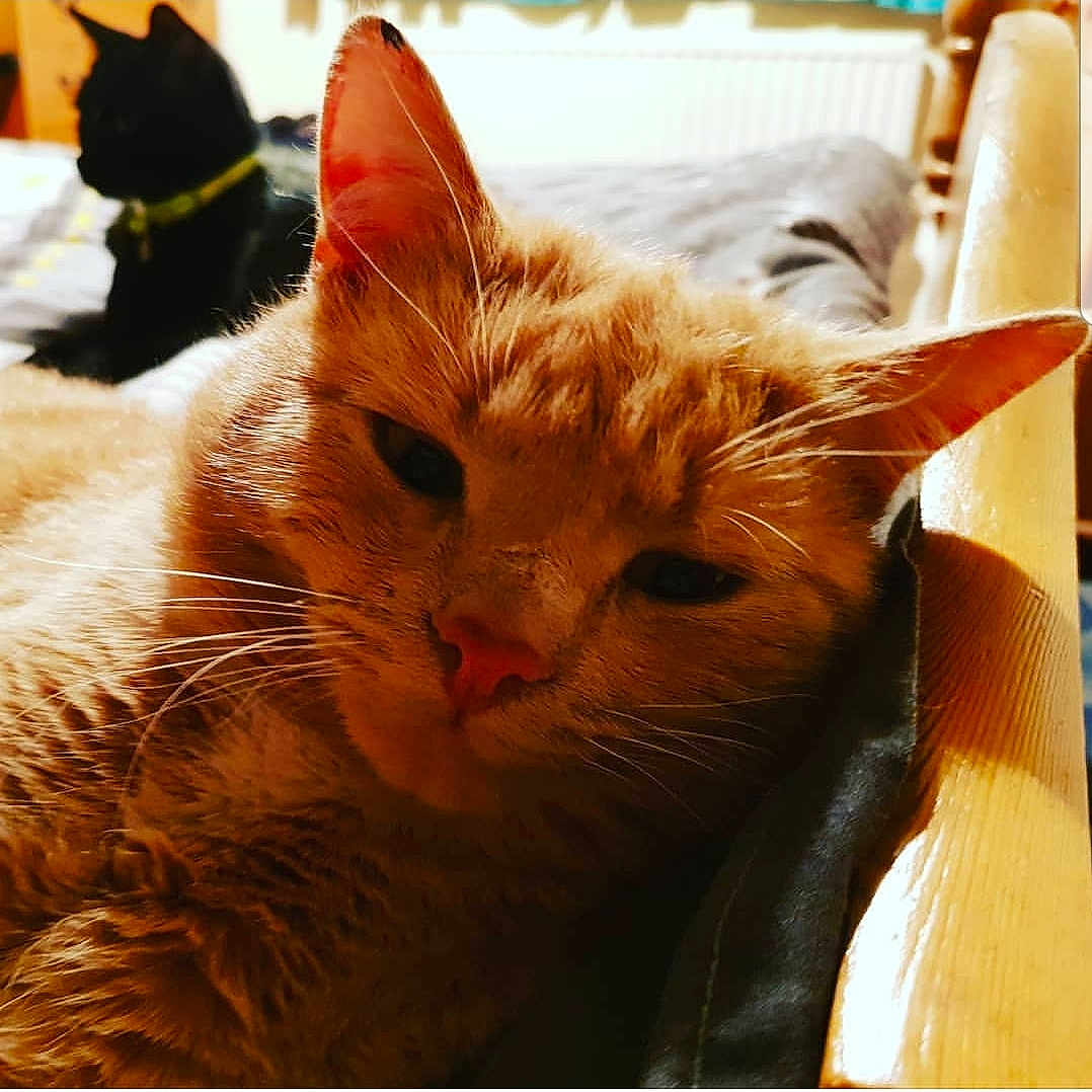 Henry is registered to the contest to win money with this photo: aegean_cat, arabian_mau, asian, carnivore, cat, domestic_short_haired_cat, ear, european_shorthair, fawn, felidae, fur, german_rex, kitten, mammal, nose, small_to_medium_sized_cats, snout, tabby_cat, vertebrate, whiskers