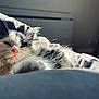 Croc Mou a rejoint le concours — aidez-le/la à gagner de superbes lots ! kitten, cat, sleepy, black_and_white, fur, whiskers, nose, bed, blanket, sunlight, cozy, indoor, pet, animal, close_up, cute, relaxed, soft_focus, domestic, mammal