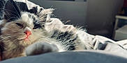 Croc Mou a rejoint le concours — aidez-le/la à gagner de superbes lots ! kitten, cat, sleepy, black_and_white, fur, whiskers, nose, bed, blanket, sunlight, cozy, indoor, pet, animal, close_up, cute, relaxed, soft_focus, domestic, mammal