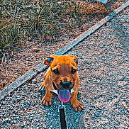 Urus participe au concours pour gagner de l'argent avec cette photo : puppy, dog, leash, gravel, path, grass, outdoor, brown, tongue, collar, pet, cute, small, animal, playful, walk, nature, sunlight, happy, sitting
