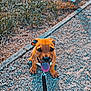 puppy, dog, leash, gravel, path, grass, outdoor, brown, tongue, collar, pet, cute, small, animal, playful, walk, nature, sunlight, happy, sitting