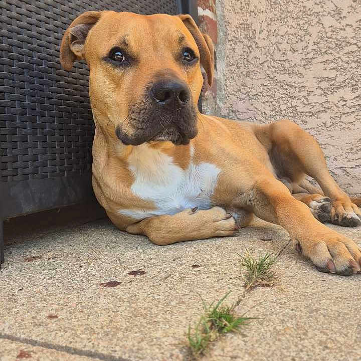 Urus a rejoint le concours — aidez-le/la à gagner de superbes lots ! animal, calm, close_up, concrete, daylight, dog, ears, laying_down, outdoor, patio, paws, pet, quiet, relaxed, side_view, snout, stucco_wall, tan_dog, white_patch, woven_chair