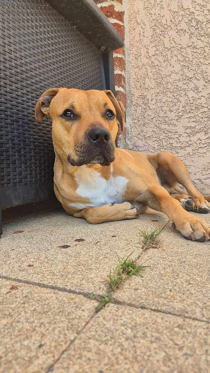 Urus a rejoint le concours — aidez-le/la à gagner de superbes lots ! dog, tan_dog, white_patch, outdoor, patio, concrete, woven_chair, stucco_wall, relaxed, laying_down, paws, ears, snout, animal, pet, side_view, daylight, close_up, quiet, calm