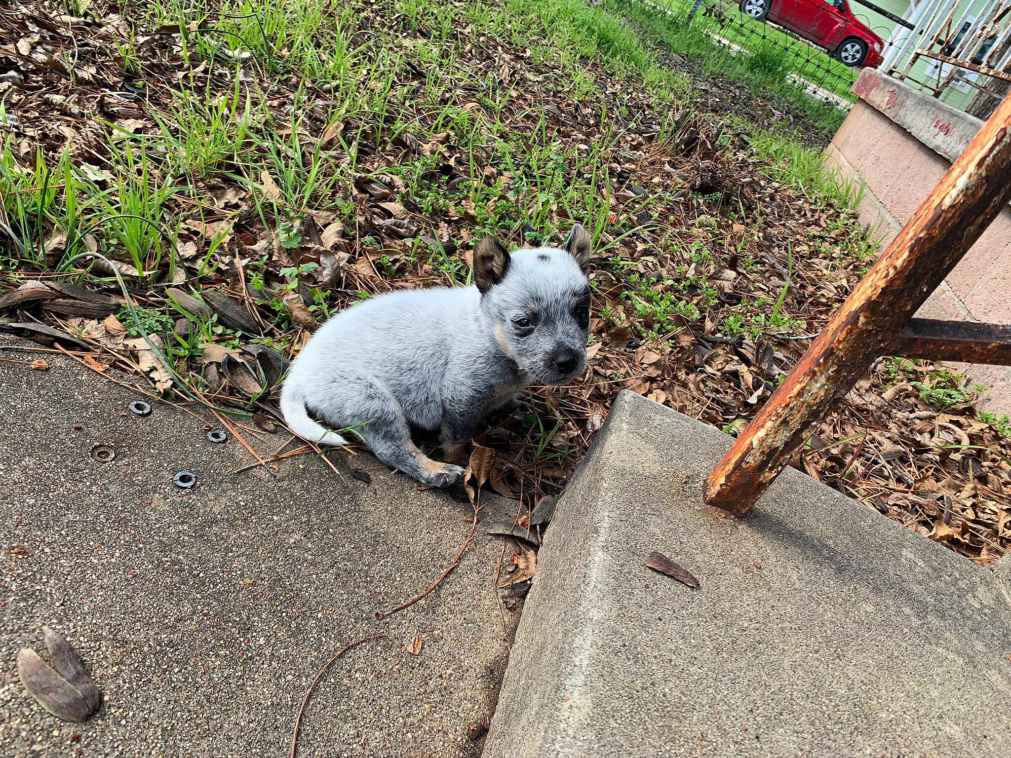 Crimson joined the competition — help win amazing prizes! asphalt, canidae, carnivore, companion_dog, dog_breed, fawn, felidae, fur, grass, groundcover, plant, rabbits_and_hares, road_surface, sidewalk, small_to_medium_sized_cats, snout, soil, tail, terrestrial_animal, whiskers