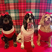 Bambi Sandy Stella is registered to the contest to win money with this photo: dog, three_dogs, red_bow, sweater, plaid_background, holiday, festive, pet, cute, animal, sitting, indoors, portrait, fur, companion, friend, adorable, canine, red, white