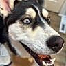 Luna is registered to the contest to win money with this photo: dog, close_up, blue_eyes, mouth_open, teeth, indoor, wooden_floor, door, pet, canine, fur, black_and_white, animal, happy, ears, snout, tongue, blur, background, house
