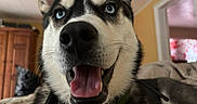 Luna is registered to the contest to win money with this photo: animal, blue_eyes, canine, close_up, collar, cute, dog, domestic, ears, friendly, fur, happy, house, indoor, nose, pet, portrait, siberian_husky, smiling, tongue