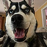 Luna is registered to the contest to win money with this photo: dog, siberian_husky, blue_eyes, close_up, happy, indoor, pet, canine, animal, smiling, fur, tongue, ears, nose, collar, domestic, portrait, friendly, cute, house