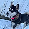 dog, husky, blue_eyes, snow, outdoor, collar, chain, pet, animal, fence, winter, canine, alert, fur, portrait, standing, leash, nature, cold, background