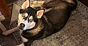 Luna joined the competition — help win amazing prizes! dog, husky, blue_eyes, pet, indoor, floor, rug, looking_up, fur, animal, canine, ears, laying_down, black_and_white, brown, home, companion, cute, alert, domestic_animal