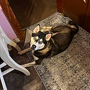 Luna joined the competition — help win amazing prizes! husky, dog, blue_eyes, indoor, rug, carpet, doorway, wooden_door, floor, chair, pet, animal, canine, looking_up, resting, curious, home_interior, brown, black, white