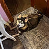 husky, dog, blue_eyes, indoor, rug, carpet, doorway, wooden_door, floor, chair, pet, animal, canine, looking_up, resting, curious, home_interior, brown, black, white