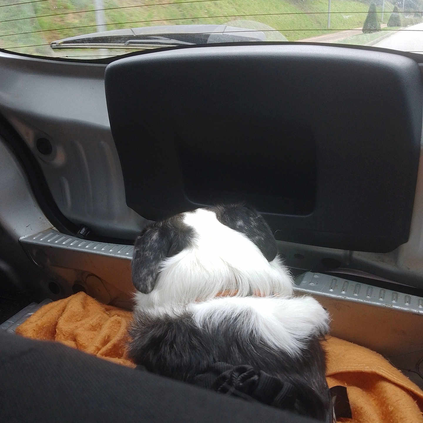 Aubiyoine a rejoint le concours — aidez-le/la à gagner de superbes lots ! alloywheel, animal, canine, car, carwheel, cat, couch, cushion, dog, furniture, homedecor, hound, machine, person, pet, puppy, sleeping, spoke, transportation, vehicle