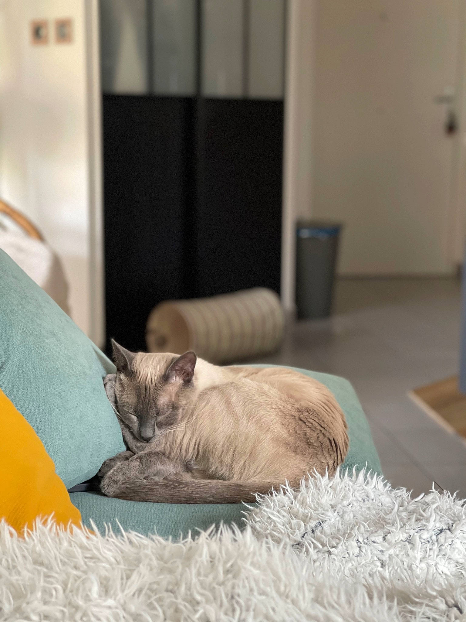 Gin participe au concours pour gagner de l'argent avec cette photo : bed_sheet, bedding, carnivore, cat, comfort, domestic_short_haired_cat, fawn, felidae, flooring, fur, grey, linens, paper_product, room, small_to_medium_sized_cats, tail, textile, vertebrate, whiskers, wood