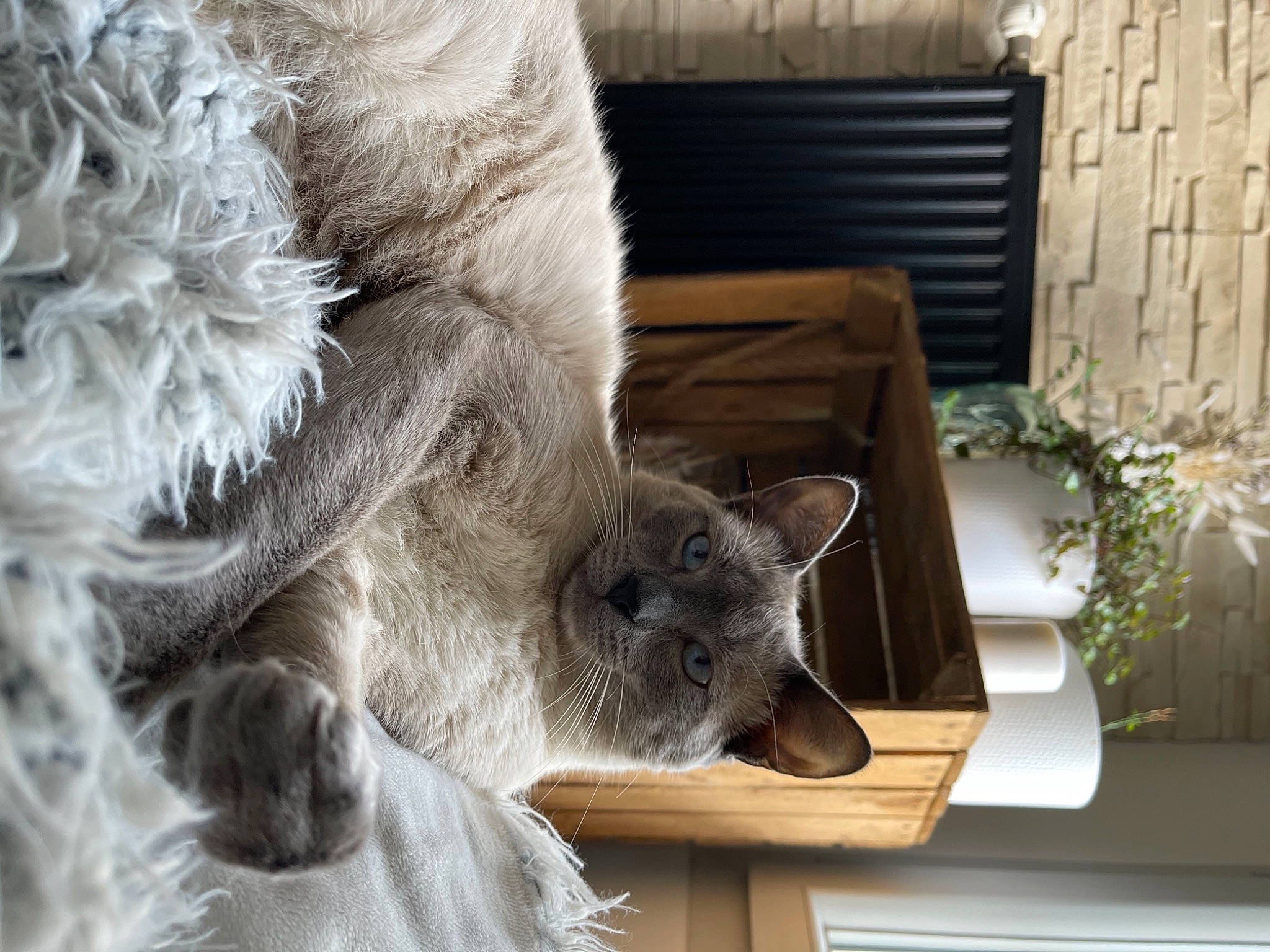 Gin participe au concours pour gagner de l'argent avec cette photo : carnivore, cat, claw, domestic_short_haired_cat, fawn, felidae, flower, flowerpot, fur, grey, paw, plant, small_to_medium_sized_cats, snout, tail, terrestrial_animal, whiskers, wildlife, window, wood