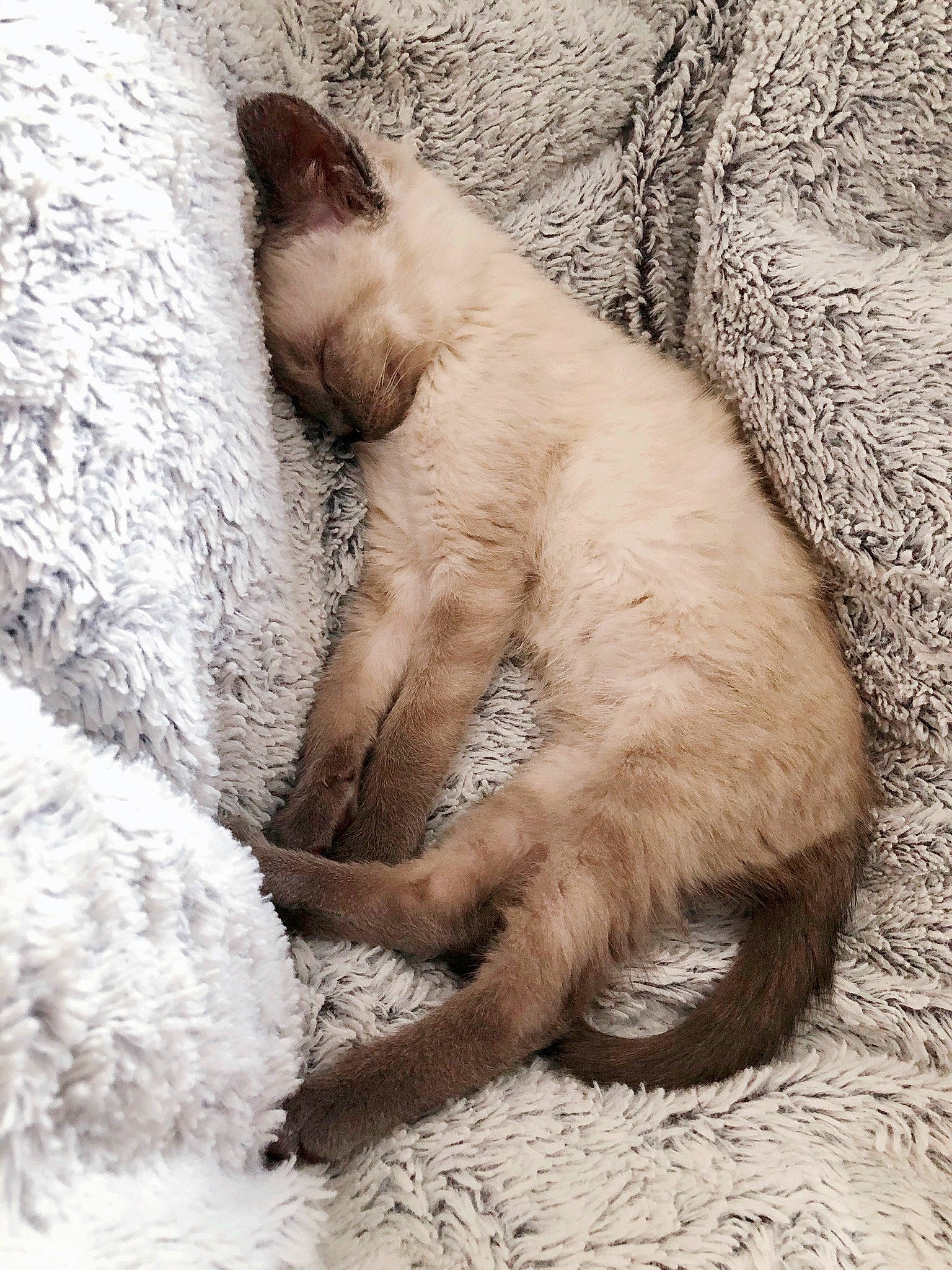 Gin participe au concours pour gagner de l'argent avec cette photo : carnivore, cat, claw, comfort, fawn, felidae, foot, fur, linens, nap, paw, siamese, small_to_medium_sized_cats, snout, snow, tail, terrestrial_animal, whiskers, wildlife, wood