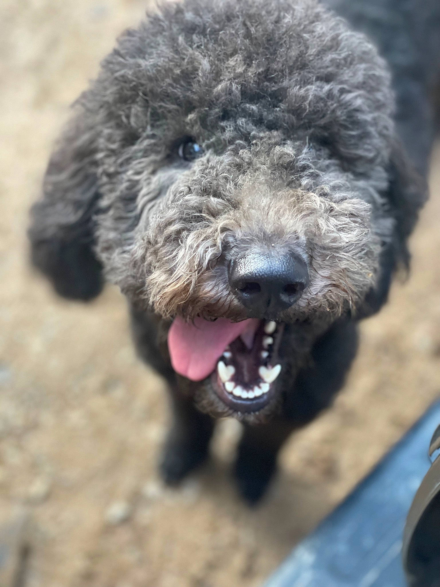 Judith Jackson joined the competition — help win amazing prizes! canidae, carnivore, companion_dog, dog, dog_breed, fur, labradoodle, non_sporting_group, poodle, poodle_crossbreed, snout, soil, sporting_group, standard_poodle, terrestrial_animal, terrier, toy_dog, water_dog, wildlife, working_animal