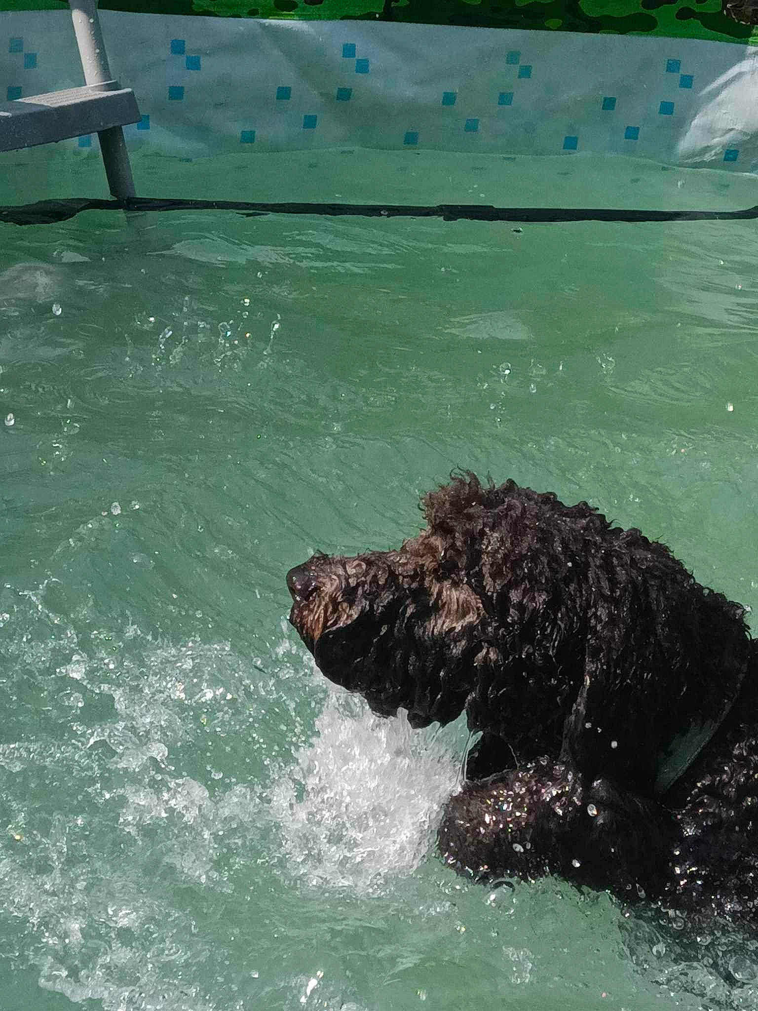 Judith Jackson joined the competition — help win amazing prizes! bathing, canidae, carnivore, companion_dog, dog, dog_breed, grass, gun_dog, labradoodle, leisure, marine_mammal, spaniel, sporting_group, standard_poodle, water, water_dog, working_animal