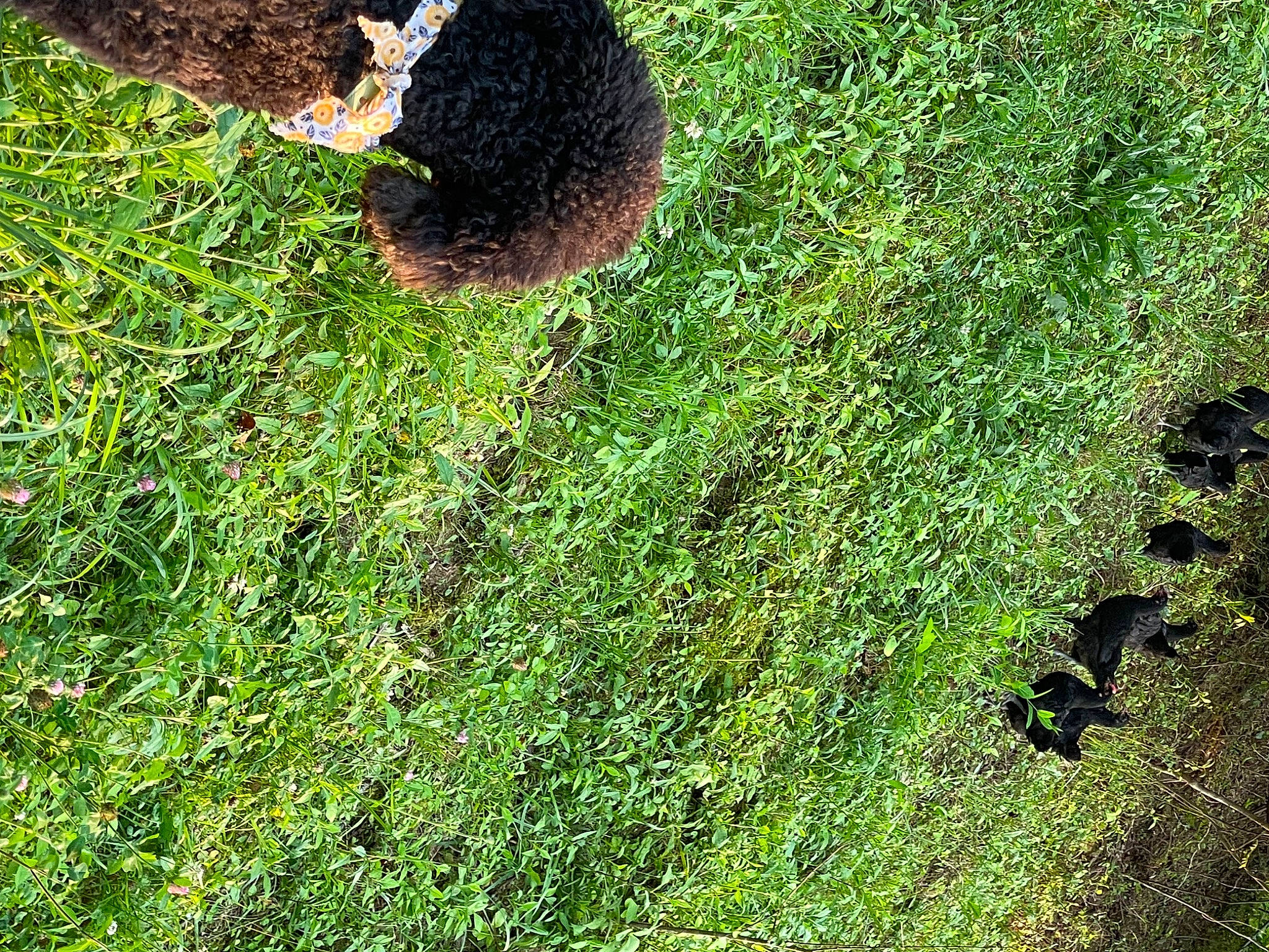 Judith Jackson joined the competition — help win amazing prizes! grass, grassland, groundcover, herb, liverwort, moss, natural_landscape, non_vascular_land_plant, pasture, people_in_nature, plant, shadow, shrub, soil, terrestrial_animal, terrestrial_plant