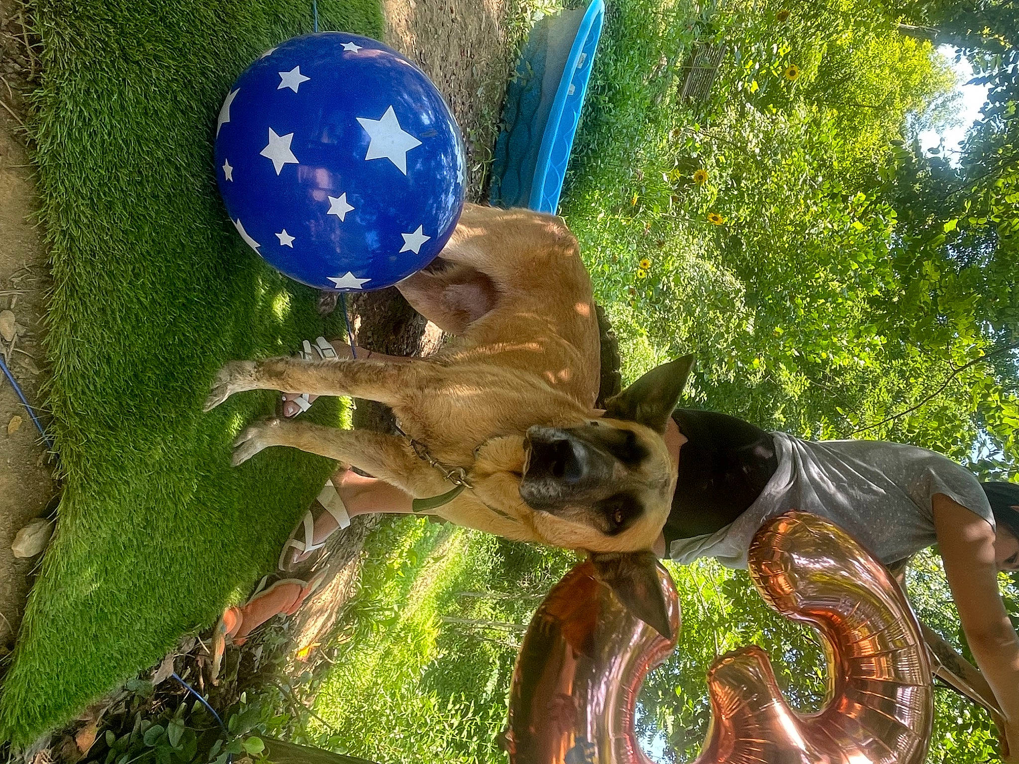 Tucker joined the competition — help win amazing prizes! art, bronze_sculpture, dog, electric_blue, fawn, fun, garden, grass, lawn_ornament, leisure, metal, plant, sculpture, statue, terrestrial_animal, tree, trunk, working_animal, world